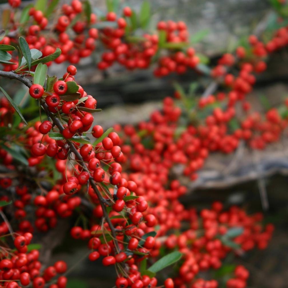 Cabanas Pyracantha เอสเกล ภายนอก รูปภาพ